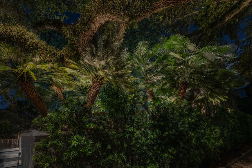 Several palm trees and dense bushes are illuminated at night, with large tree branches overhead and a dark sky in the background.